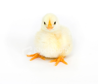 ist2_3763987_yellow_chick_resting_on_white_background.jpg